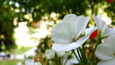 牛年吉祥语 牛年吉祥语新年带牛字四字