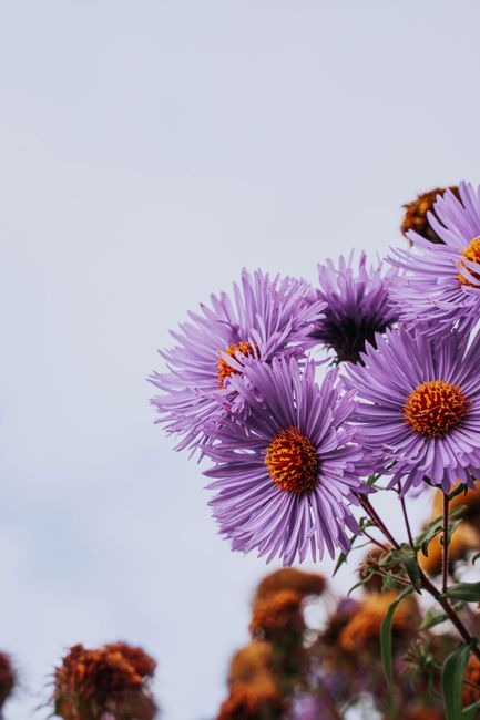 Close-up of vibrant purple aster flowers blooming in outdoors setting.