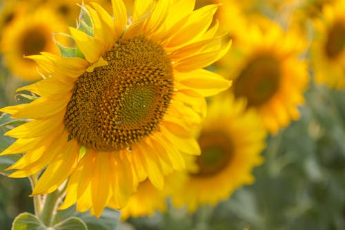 ayçiçeği, bitki, çiçek içeren Ücretsiz stok fotoğraf