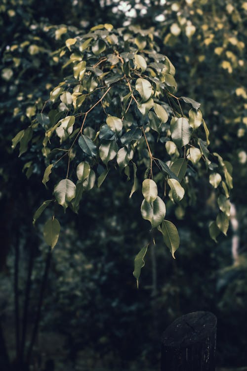 folhas de uma árvore