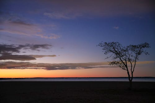 Gratis stockfoto met boom, dageraad, kustlijn