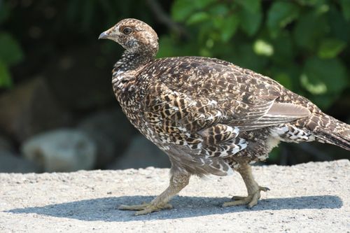 Free Close-up of a wild grouse walking on a sunny day in Washington, USA. Stock Photo