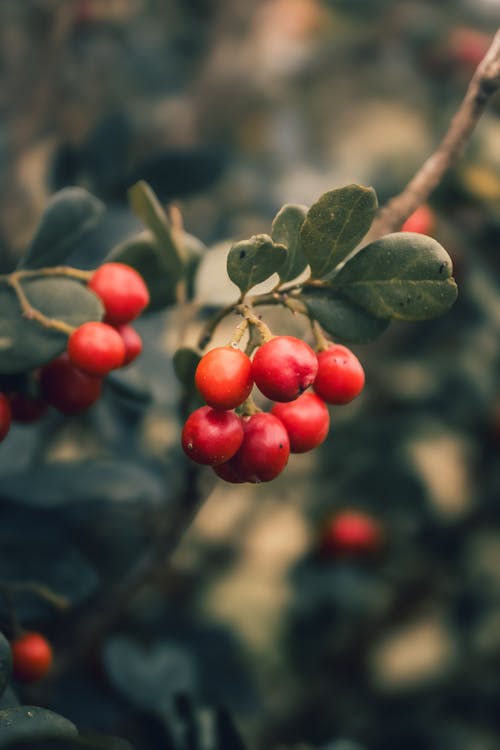Close-up of Red Berries on a Branch 