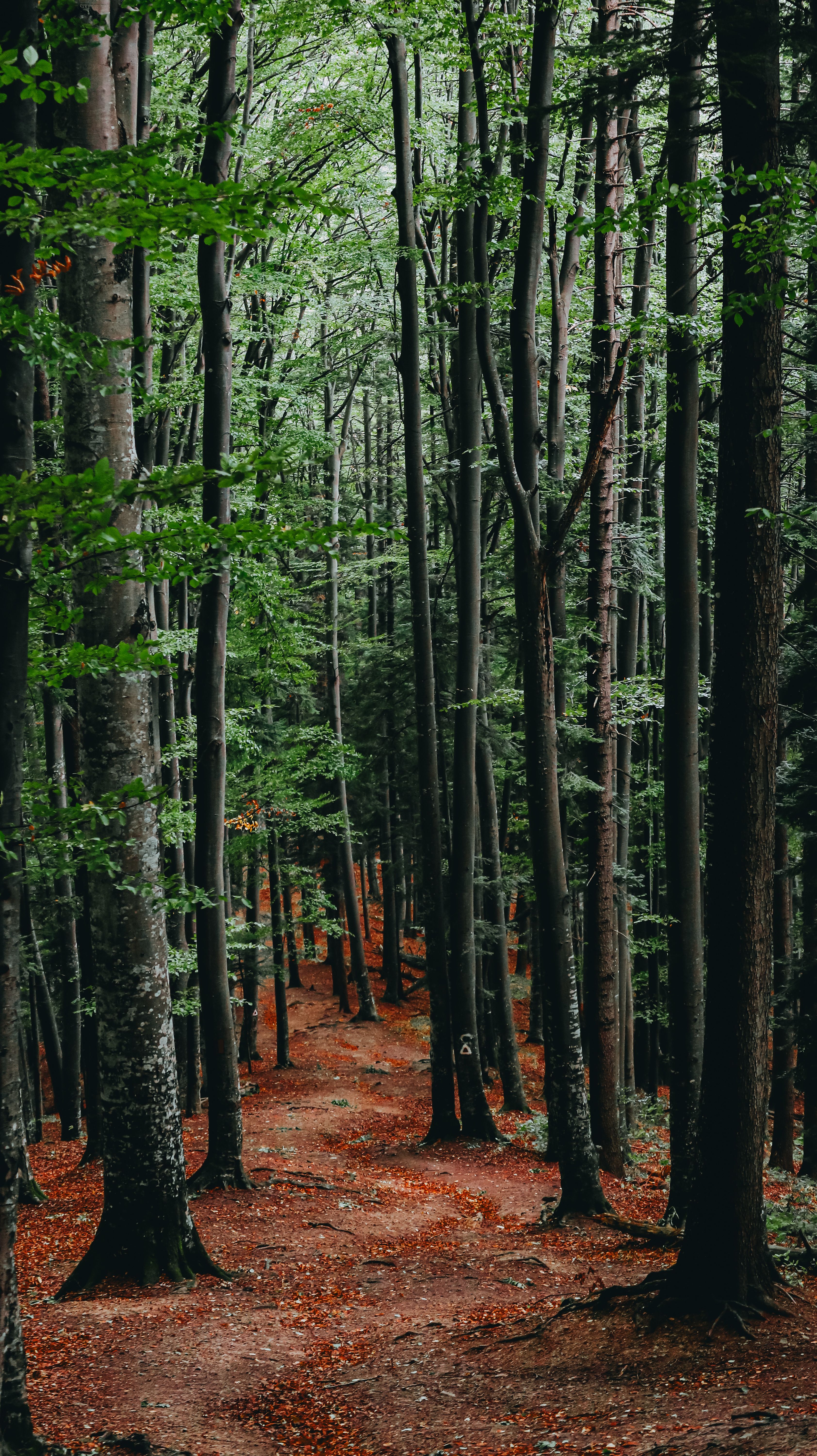 Tranquil wooded pathway through a dense forest with tall trees and earthy tones.