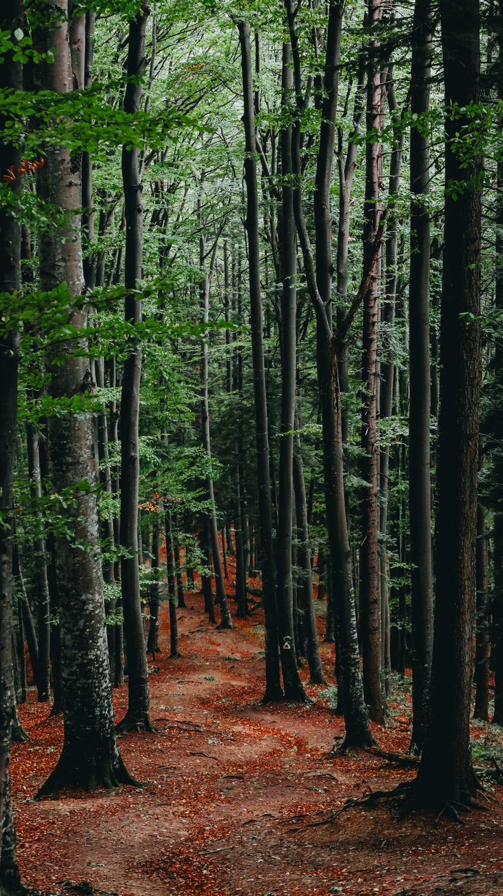 Tranquil wooded pathway through a dense forest with tall trees and earthy tones.