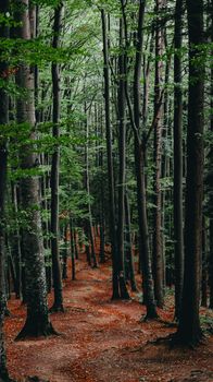Tranquil wooded pathway through a dense forest with tall trees and earthy tones.