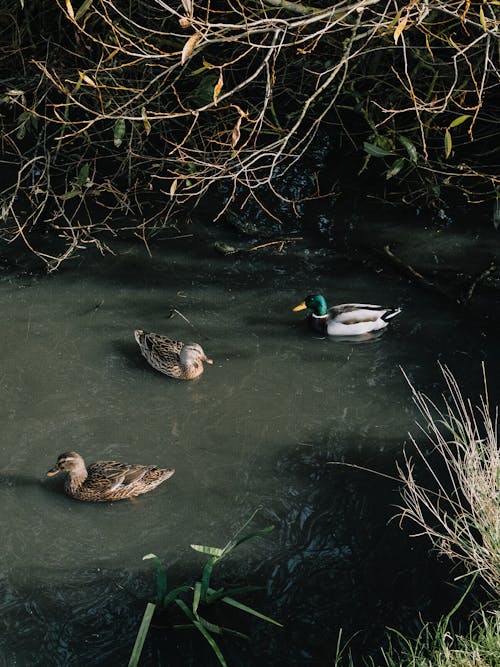 Ducks Swimming in River 
