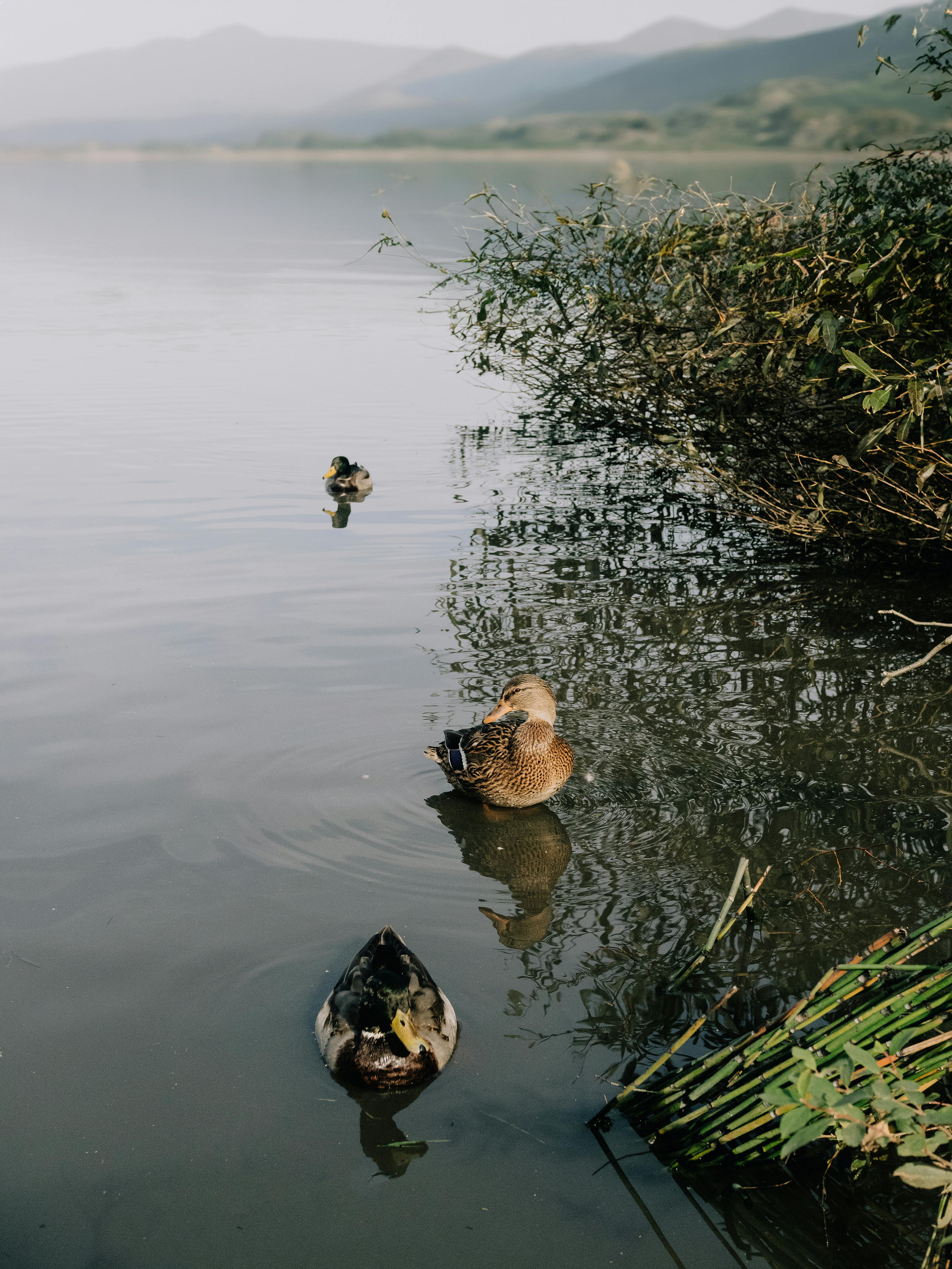 Three mallard ducks rest serenely on a tranquil lake surrounded by fog and mountains.