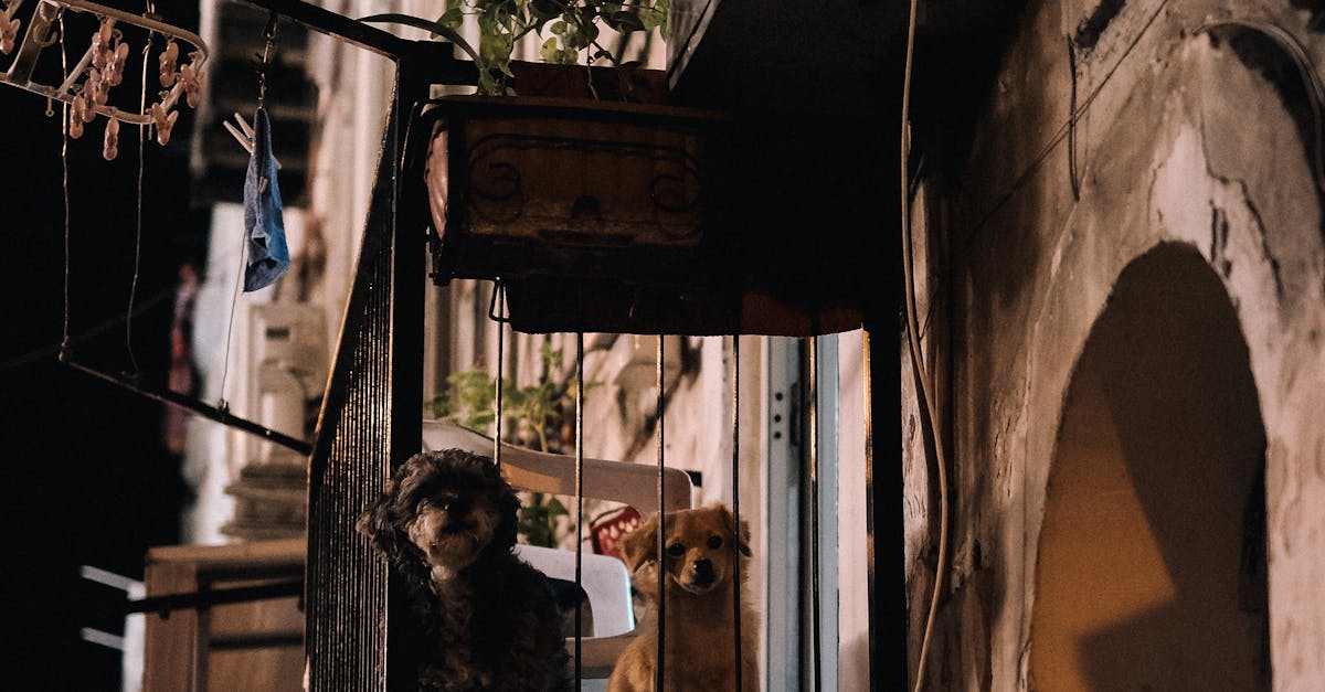 10 Best Dog Breeds for Apartment Living and How to Care for Them