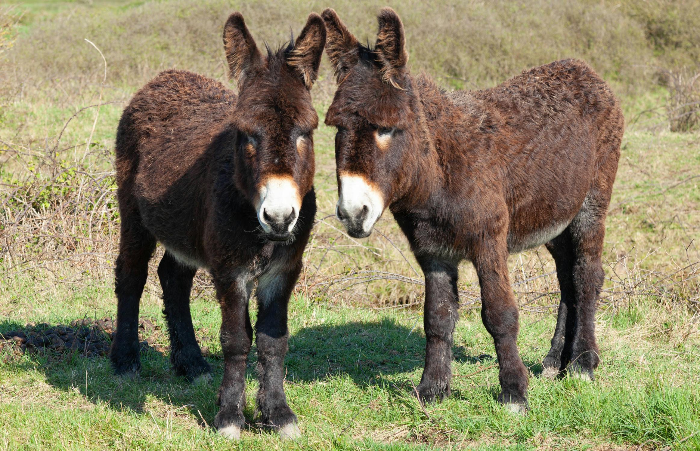 Donkeys on Grass · Free Stock Photo