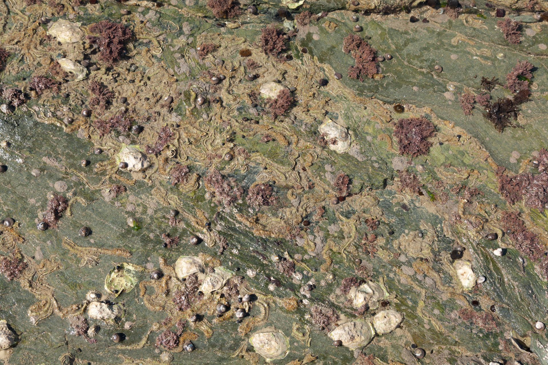 Algae on Wet Beach