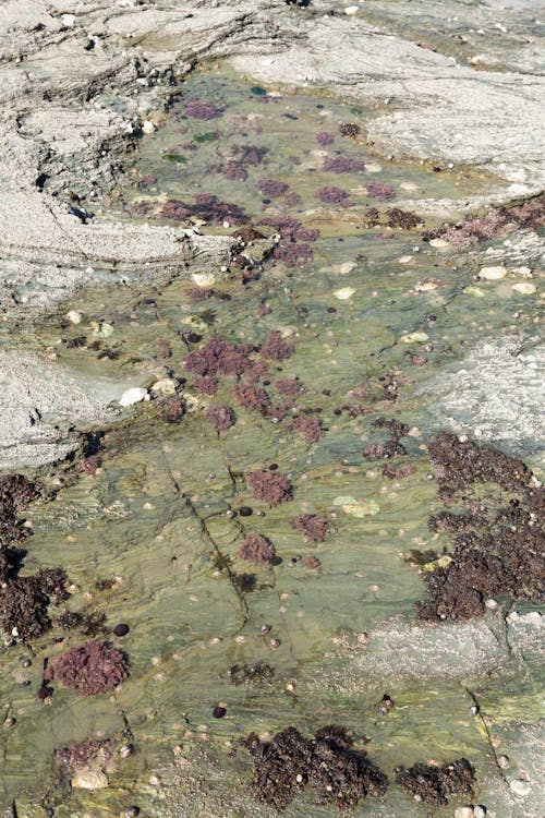 Photos gratuites de caillou, lichen, paysage