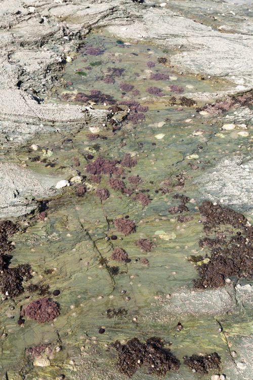 Free Natural rock formation with lichen and algae in Pornic, France. Stock Photo
