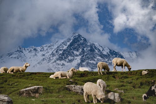 Flock of Sheep on Pasture in Mountains