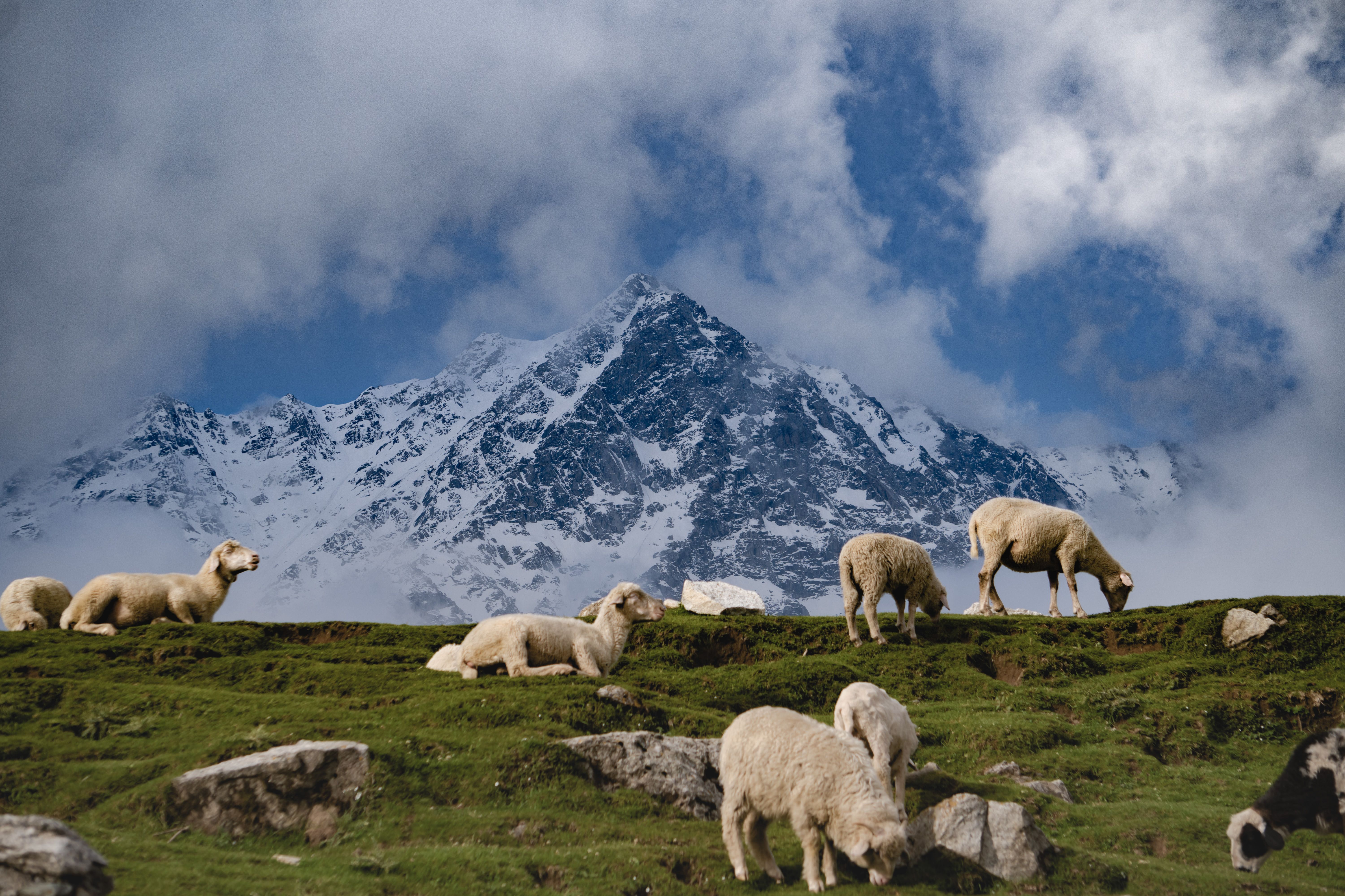 Flock of Sheep on Pasture in Mountains · Free Stock Photo