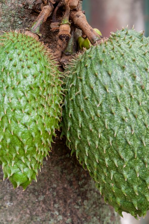 Soursop Fruit Photos, Download The BEST Free Soursop Fruit Stock Photos ...