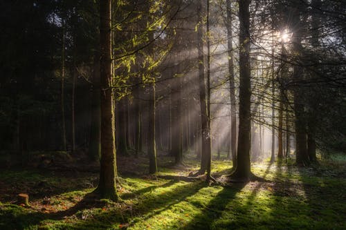 Sunbeams in Green Forest