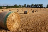 Harvested field