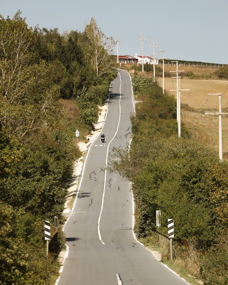 Trees Around Road On Hill