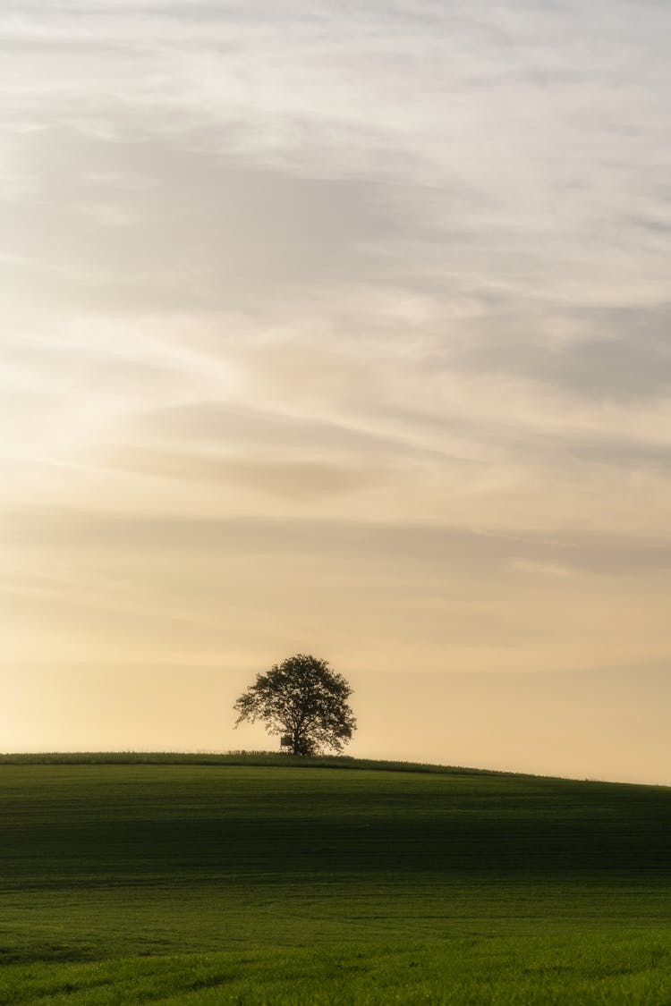 A Tree On The Hill