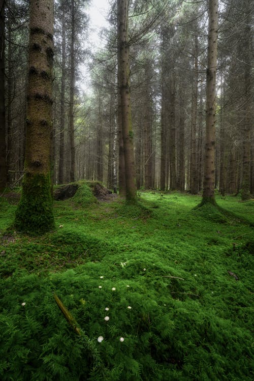 Foto profissional grátis de árvores, ecologia, floresta