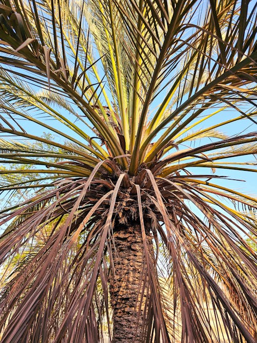 The Breathtaking Palms of Qeshm Island