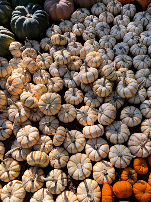 Foto profissional grátis de abóboras, abundância, Ação de Graças