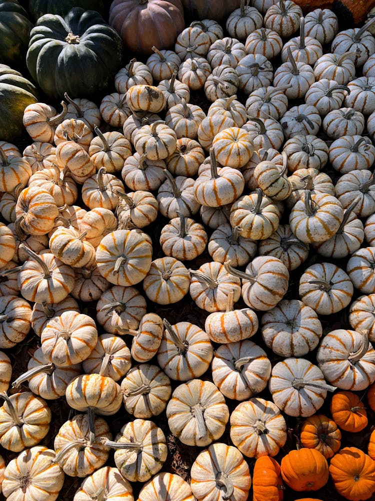 Abundance Of Pumpkins