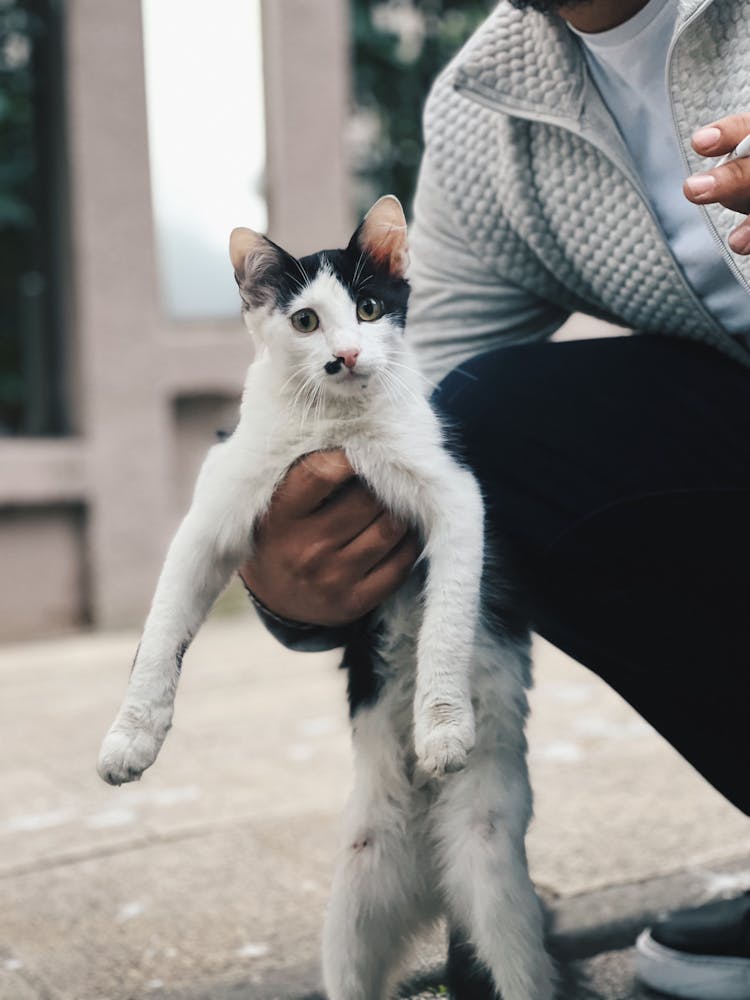 Hand Holding Cat