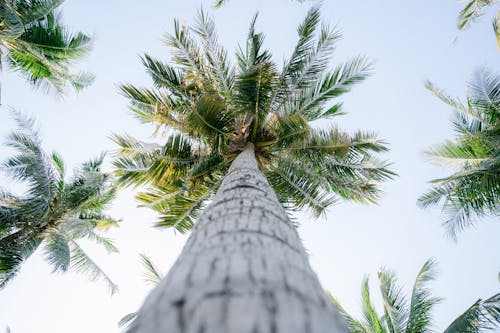 Close up of Palm Tree