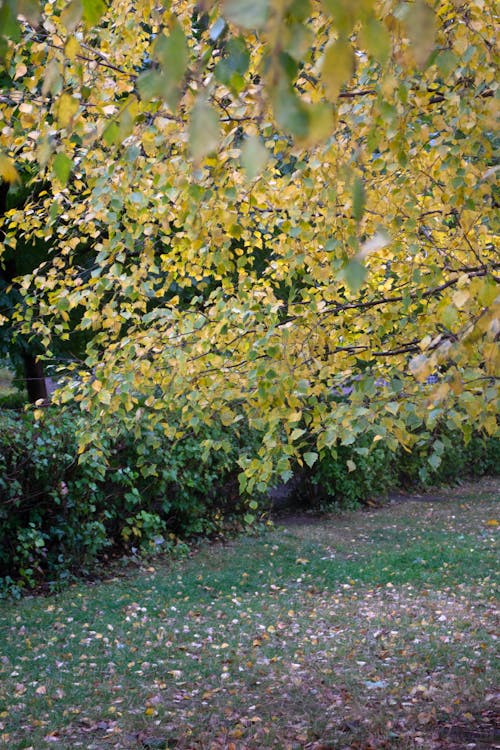 Tree in Autumn in Park