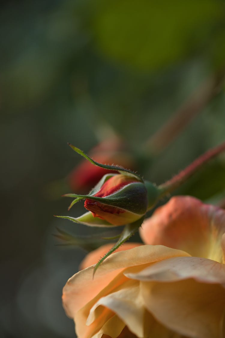 Garden Rose In Bloom