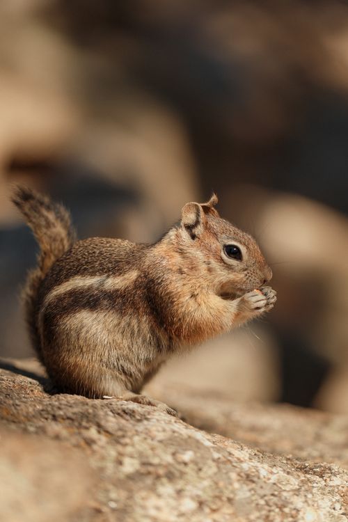 Free Adorable chipmunk nibbling on food while sitting on a rock, Estes Park, CO. Stock Photo