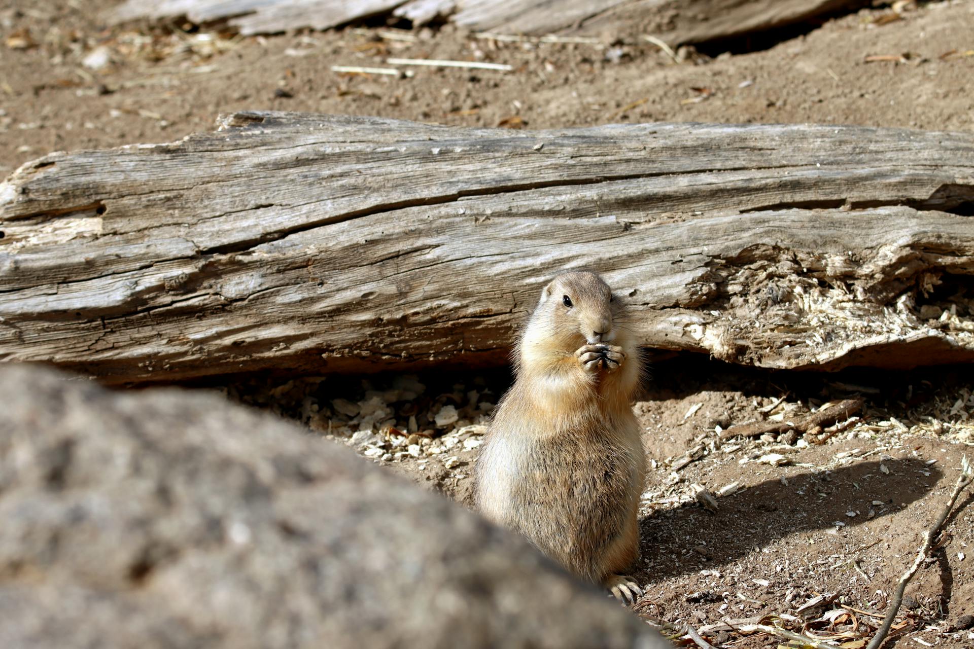 Prairie Dog Standing with Paws at its Mouth