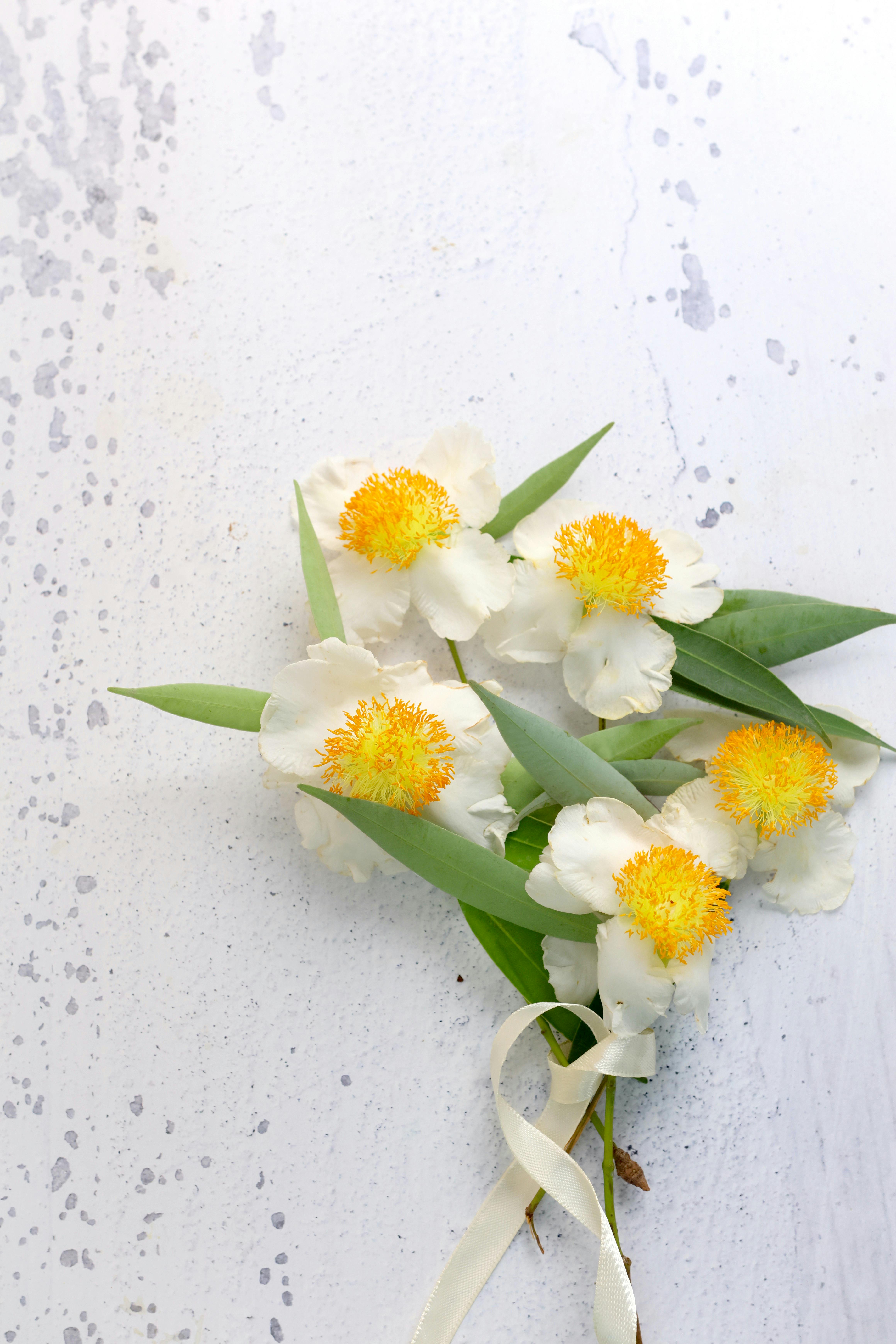 Ceylon Photos, Download The BEST Free