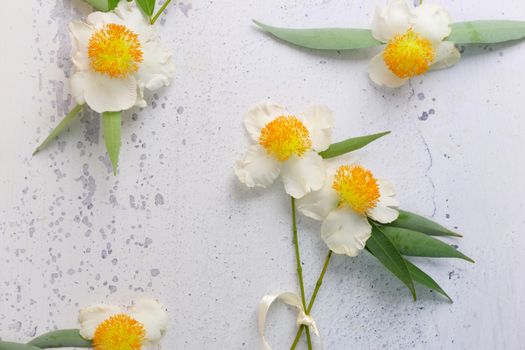 Ceylon ironwood flowers with leaves on a textured surface, adding natural elegance to decor.