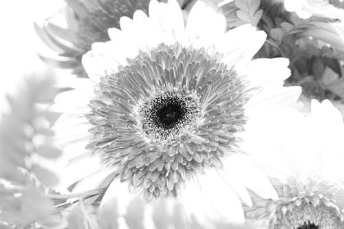 Základová fotografie zdarma na téma černobílý, krásná květina