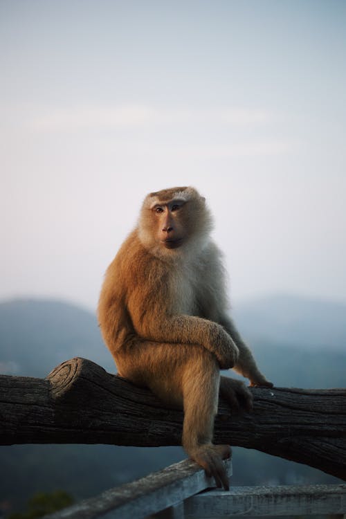 3.000+ melhores imagens de Macaco · Download 100% grátis · Fotos  profissionais do Pexels