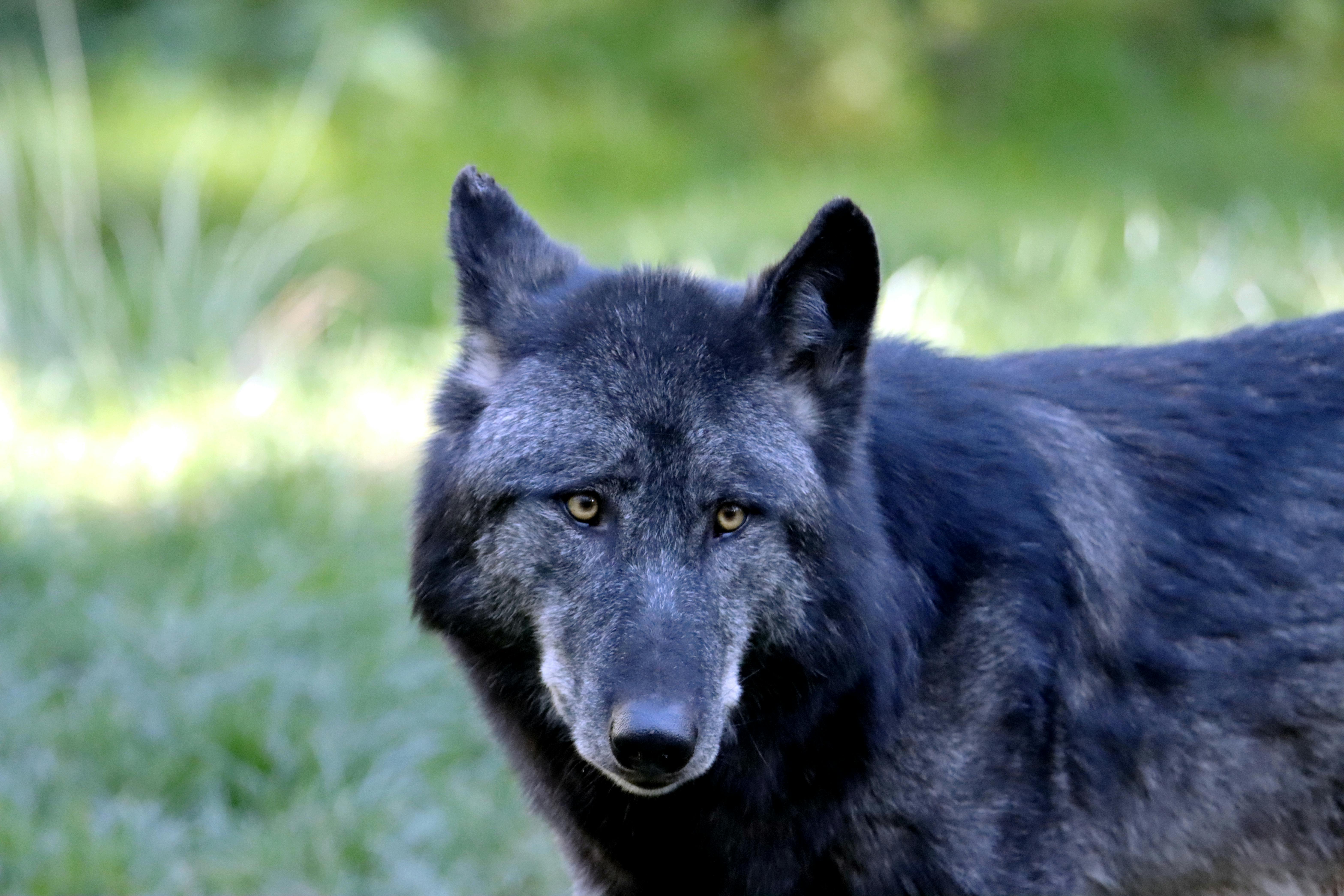 Close-up portrait of a black wolf in a verdant summer forest.