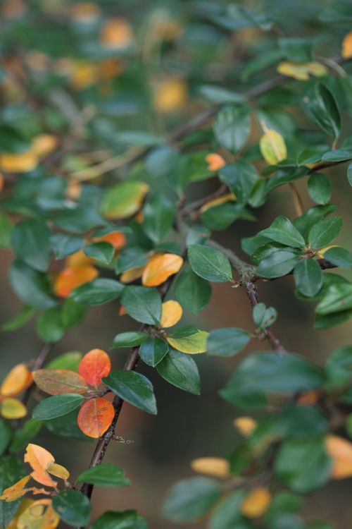Free Close-up of colorful autumn foliage in Zbraslavice displaying vibrant hues of green and orange. Stock Photo