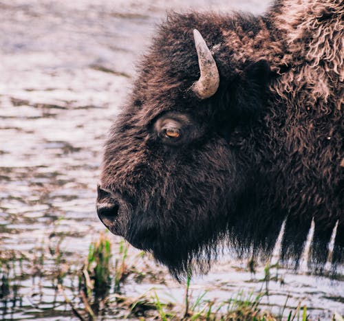 Head of a Bison Wading in the River