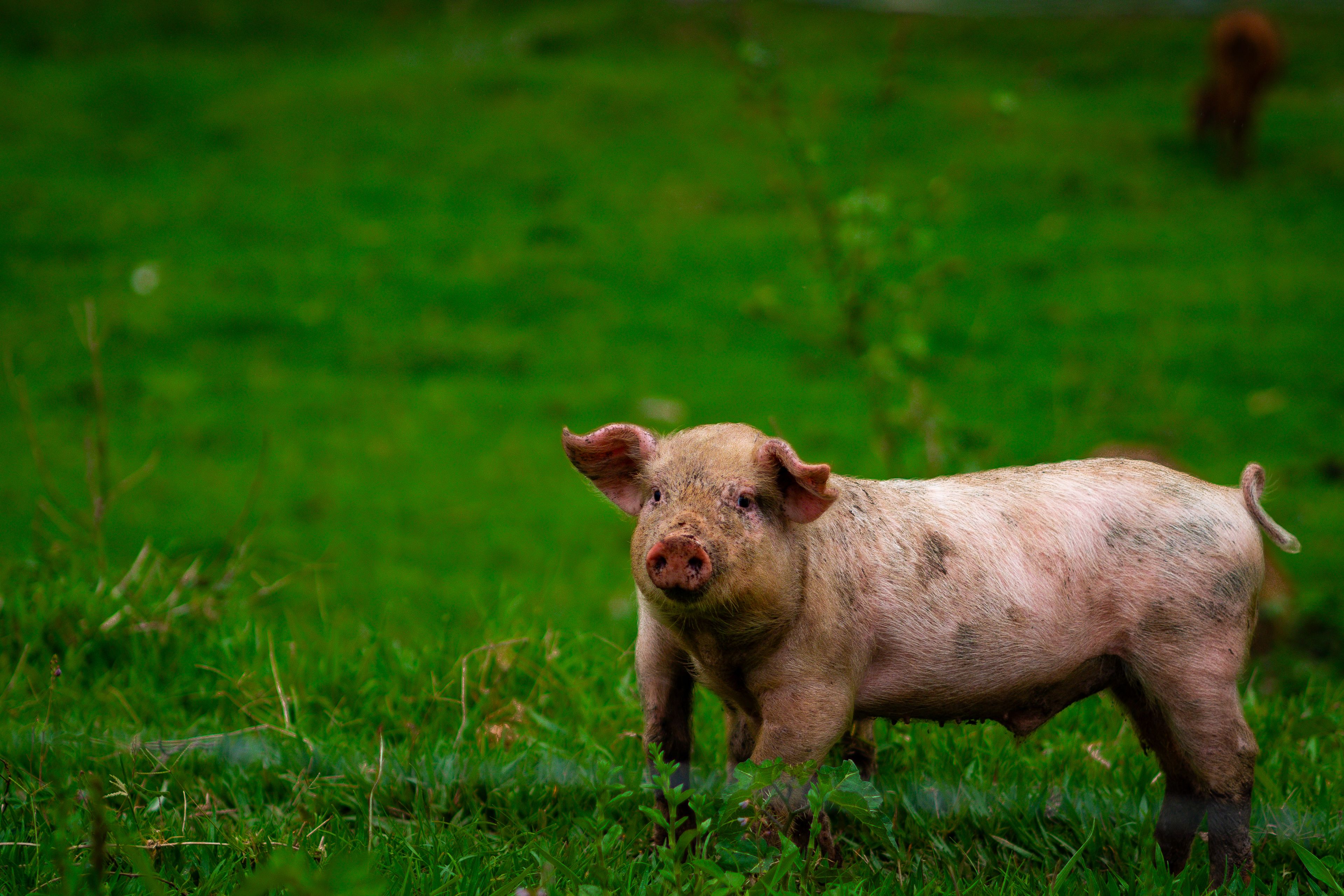 Cute piglet standing in fresh green grass on a rural farm, showcasing its dirty snout and playful demeanor.