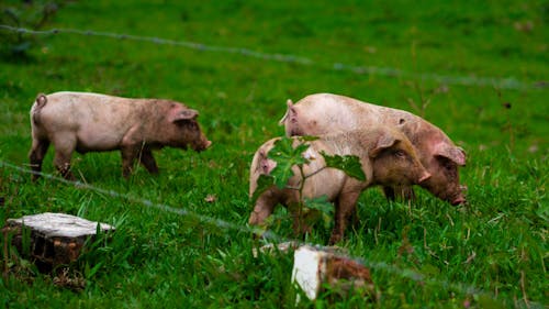 Foto stok gratis agrikultura, anak babi, babi