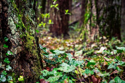 Бесплатное стоковое фото с деревья, лес, листья