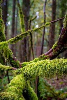 Close-up of vibrant green moss growing on branches in a dense forest.