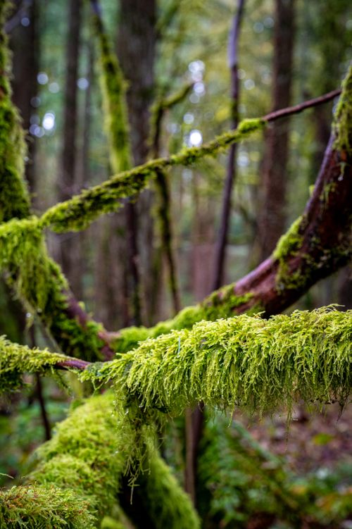 Free Close-up of vibrant green moss growing on branches in a dense forest. Stock Photo