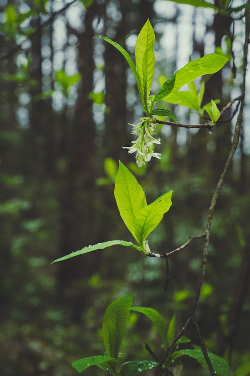 Branch with Blossom