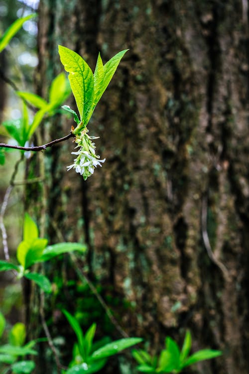 Delicate Blossom against Tree Bark