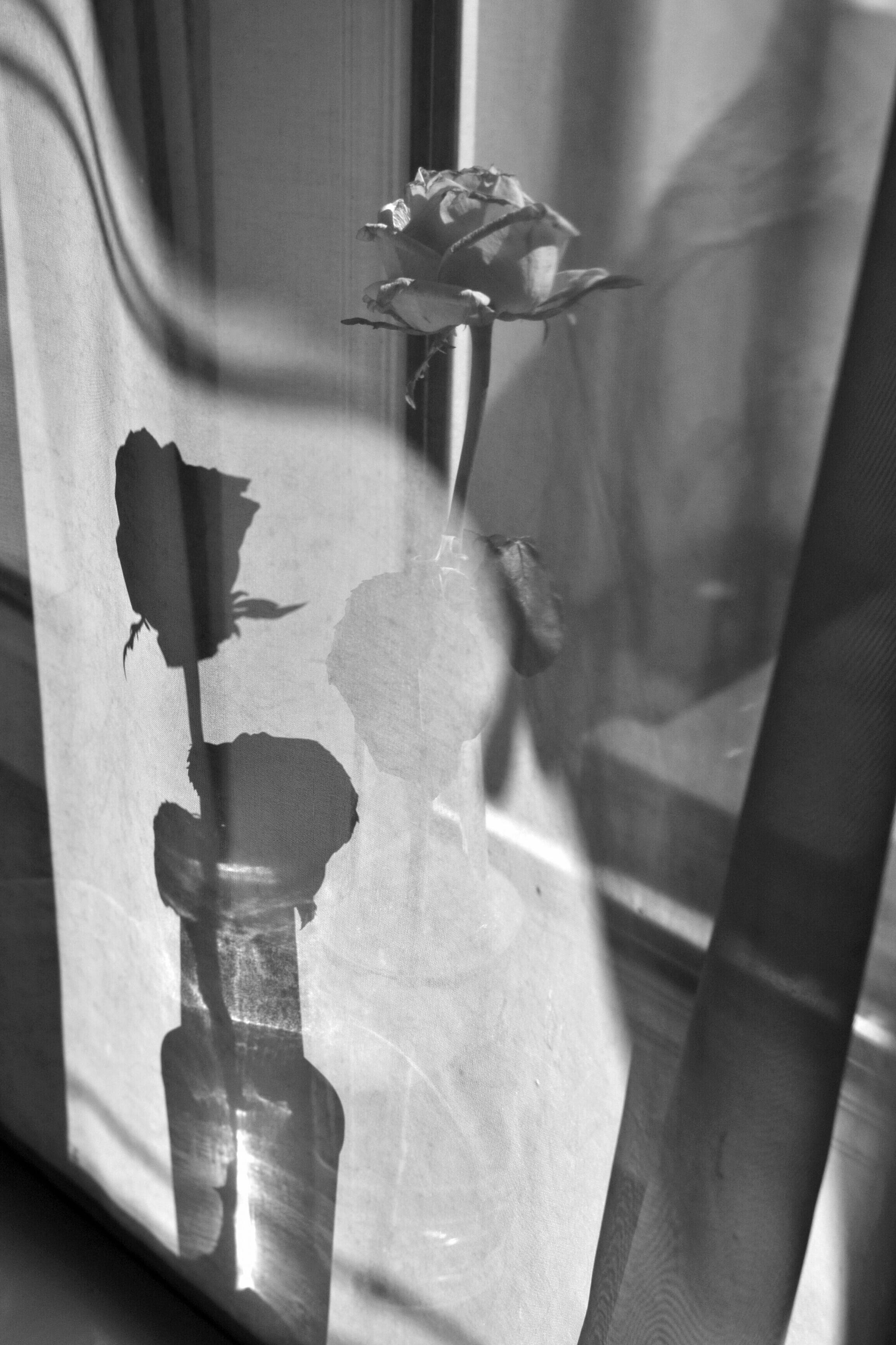 Artistic black and white photo of a rose and its shadow in a vase, capturing elegance.
