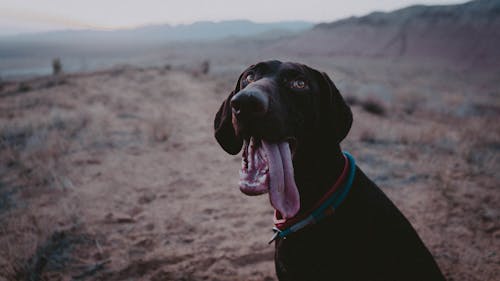 Foto profissional grátis de animal de estimação, cabeça, cachorro